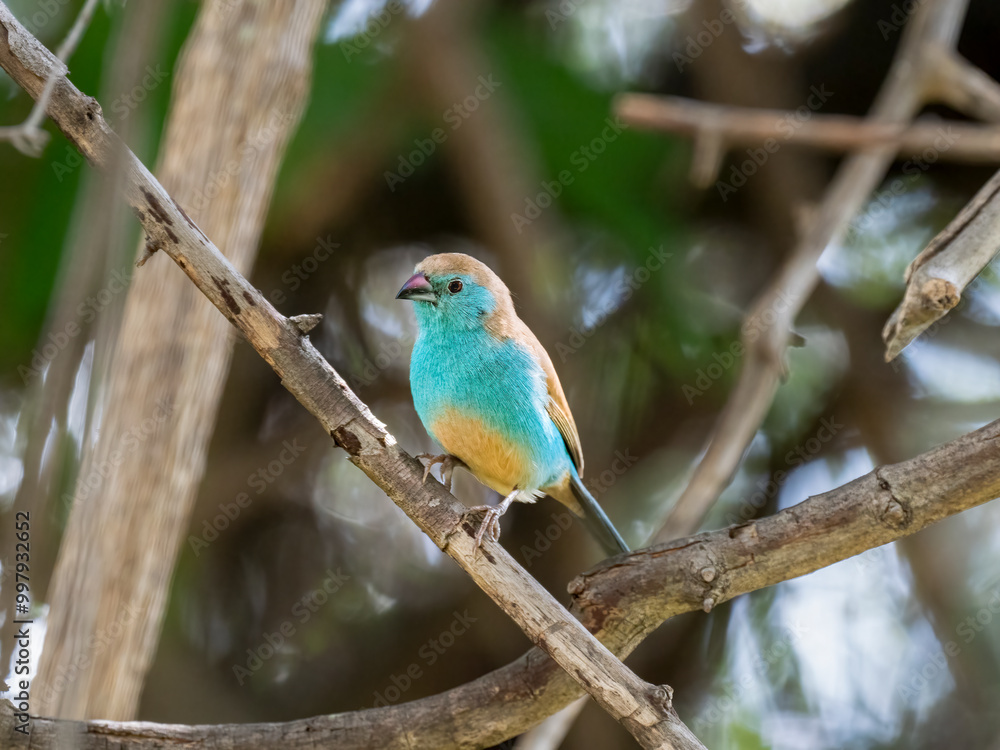 Blauastrild (Uraeginthus angolensis), Angola-Schmetterlingsfink