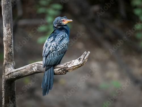 Riedscharbe (Microcarbo africanus) photo