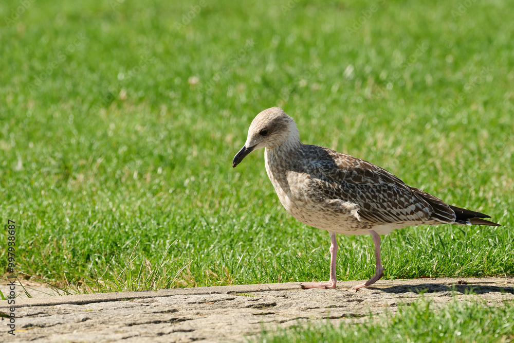 Yellow-legged Gull Larus michahellis Yellow-legged Gull Larus michahellis