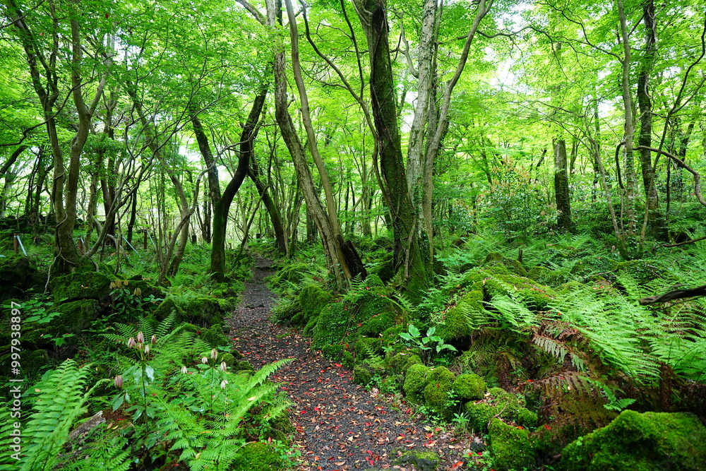 fresh ferns and old trees in spring forest fresh ferns and old trees in spring forest