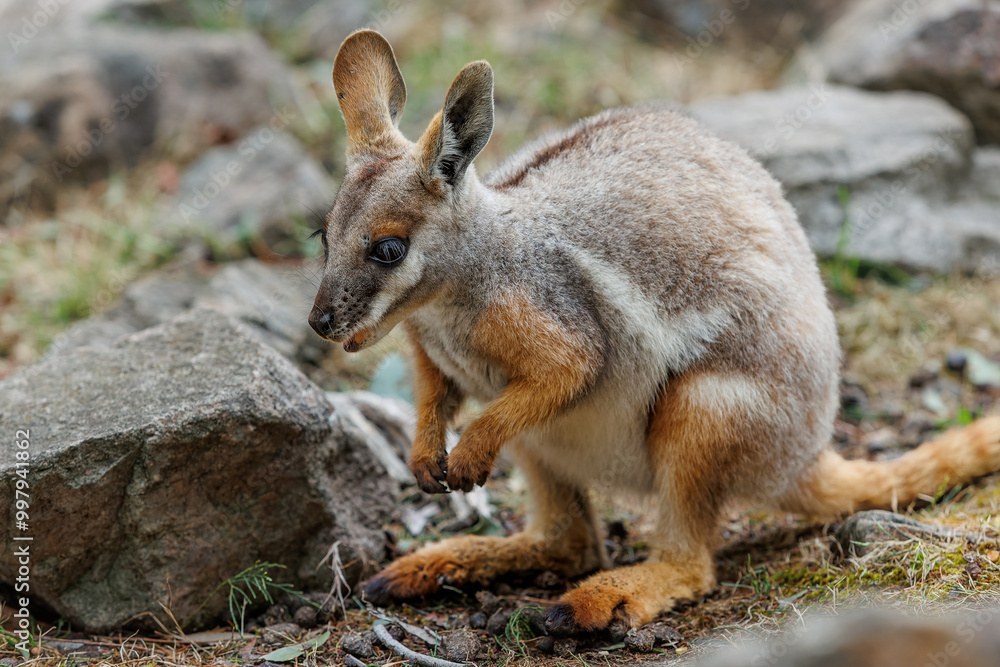A young Yellow-footed Rock-wallaby