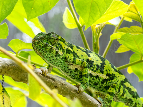 Lappenchamäleon (Chamaeleo dilepis) photo