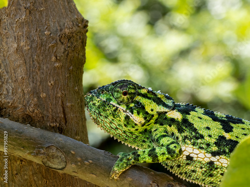 Lappenchamäleon (Chamaeleo dilepis) photo