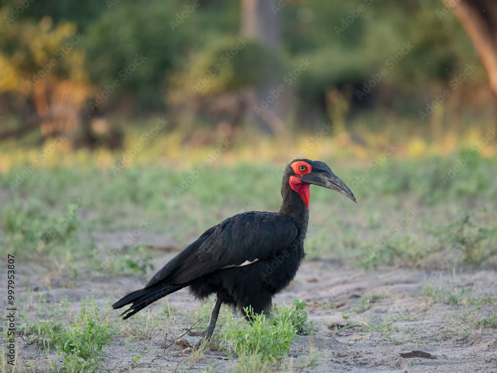 Obraz premium Rotgesicht-Hornrabe (Bucorvus leadbeateri,