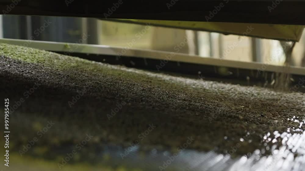 Raw Coffee Beans Lie on the Conveyor Raw Coffee Beans Lie on the Conveyor