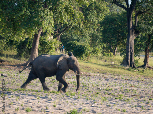 Afrikanischer Elefant (Loxodonta africana)