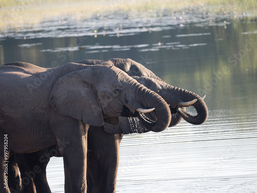 Foto Afrikanischer Elefant (Loxodonta africana)