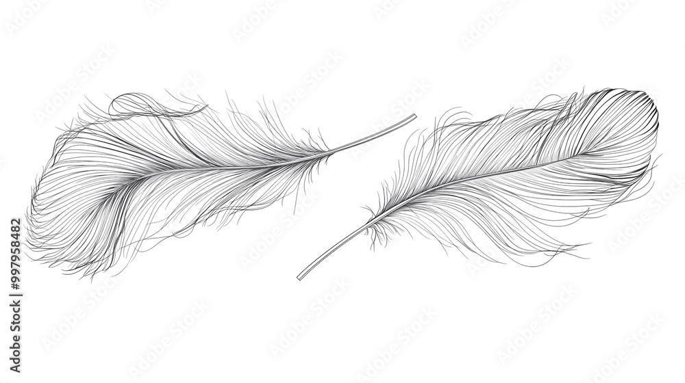 Obraz premium A black and white miniature feather isolated on transparent PNG. 