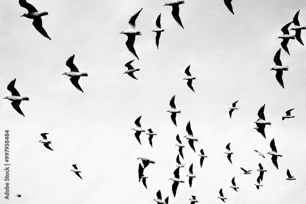 Flying group of birds over sea. flock of beautiful white, gray seagulls fly, soar over Caspian sea, nature. isolated on white background. Flying group of birds over sea. flock of beautiful white, gray seagulls fly, soar over Caspian sea, nature. isolated on white background.