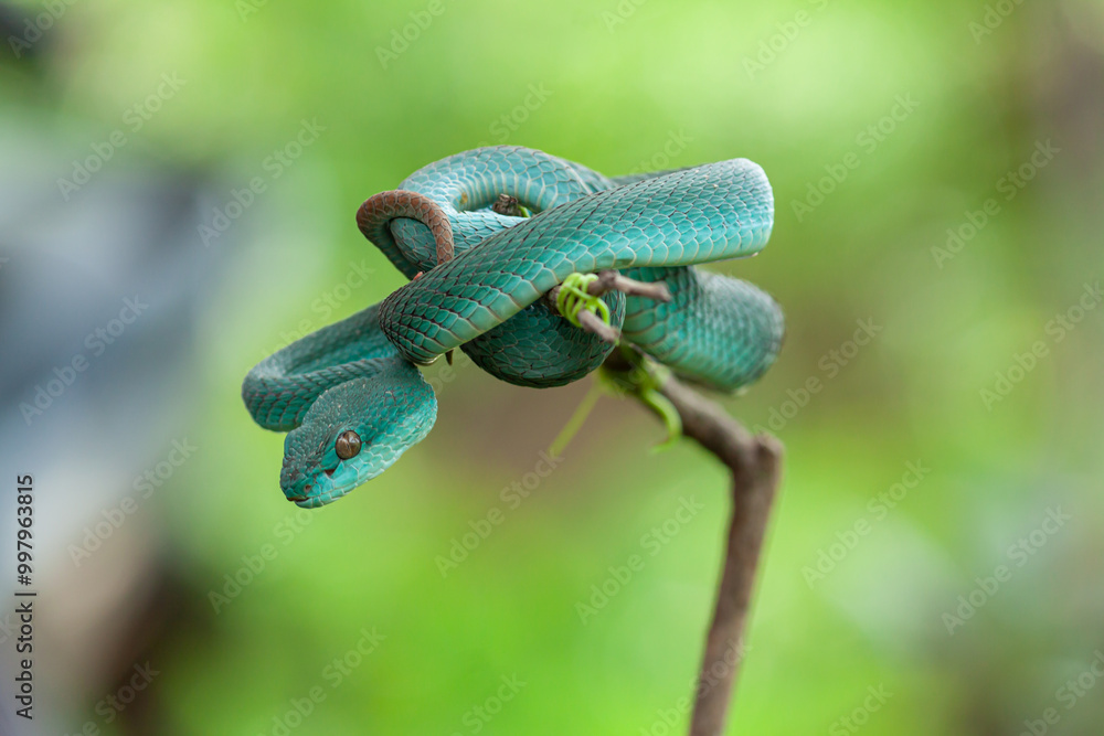 Fototapeta premium blue insularis pit viper