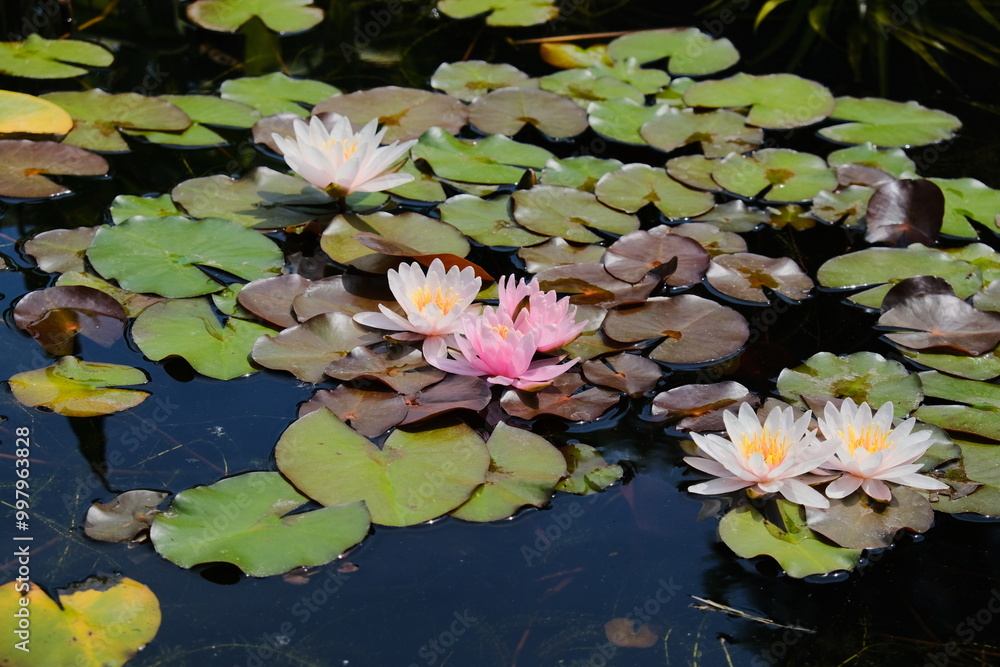 Water lilies in the pond in the park in the summer. Water lilies in the pond in the park in the summer.