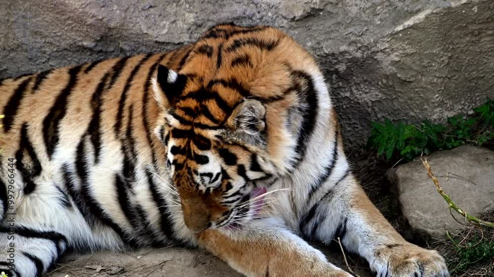 Witness the elegance of a tiger family as they interact and relax near a river in the dense jungle. The stunning details highlight their majestic presence in nature Witness the elegance of a tiger family as they interact and relax near a river in the dense jungle. The stunning details highlight their majestic presence in nature