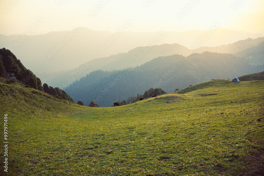 Fototapeta premium Panoramic View Deodar Tree in Himalayas, Great Himalayan National Park, Sainj Valley, Shahgarh, Himachal Pradesh, India 