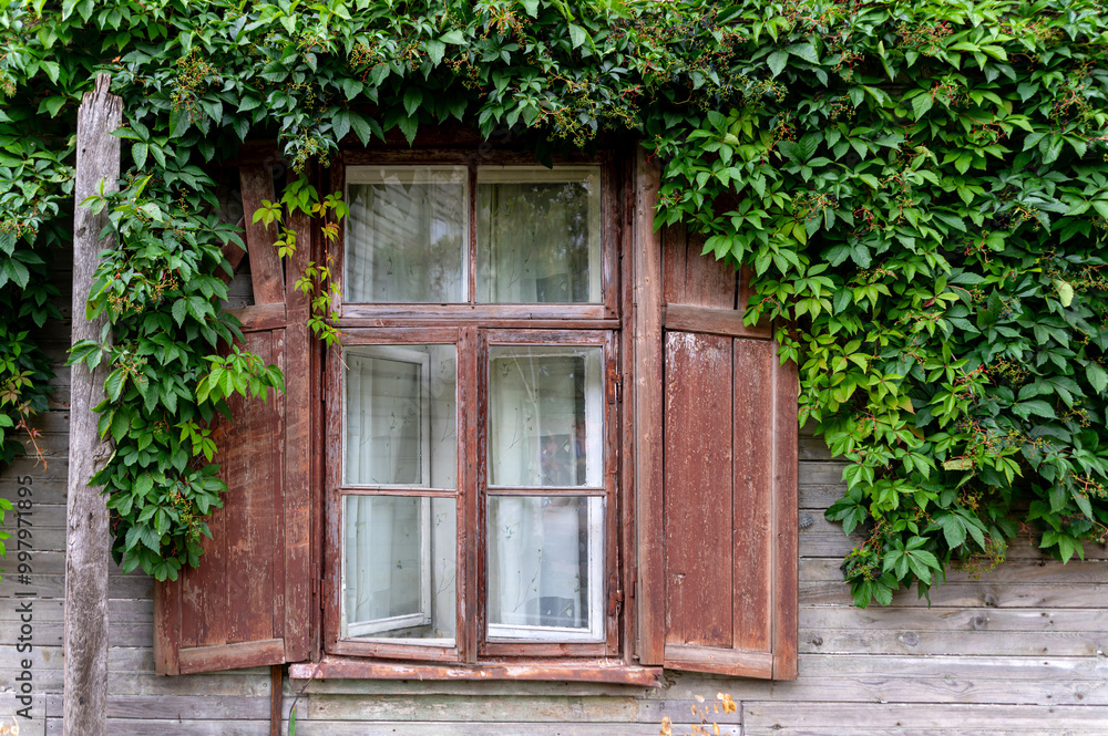 Lush greenery surrounds a rustic wooden window of an old cottage in summer afternoon light Lush greenery surrounds a rustic wooden window of an old cottage in summer afternoon light