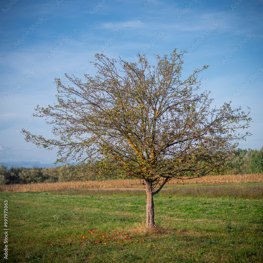 A lone apple tree, during the fall, with a few remaining apples stands tall against a backdrop of rolling hills. A lone apple tree, during the fall, with a few remaining apples stands tall against a backdrop of rolling hills.