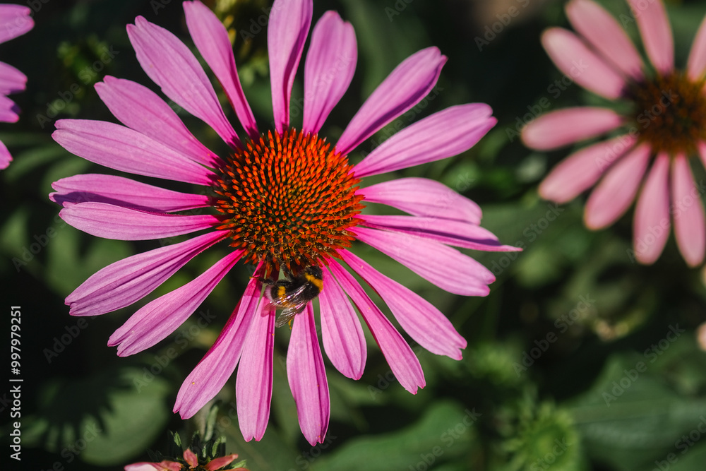 Close-up of a pink flower with a bee gathered nectar in a garden during sunny daylight Close-up of a pink flower with a bee gathered nectar in a garden during sunny daylight