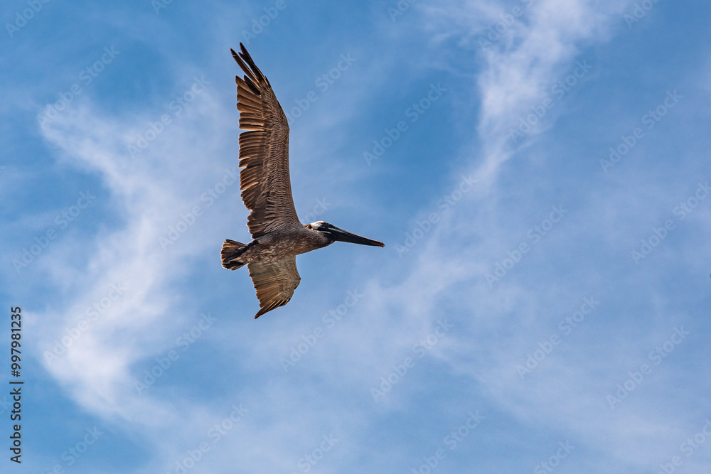 Fototapeta premium Skybound SolitudeGraceful Glider: A Bird Soars High in the Clear Blue Sky