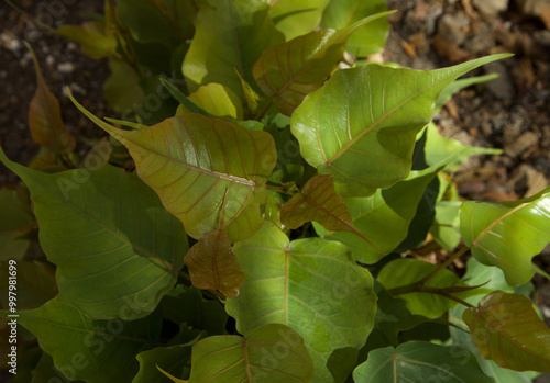 Sacred fig plant leaf closeup. Green leaves.