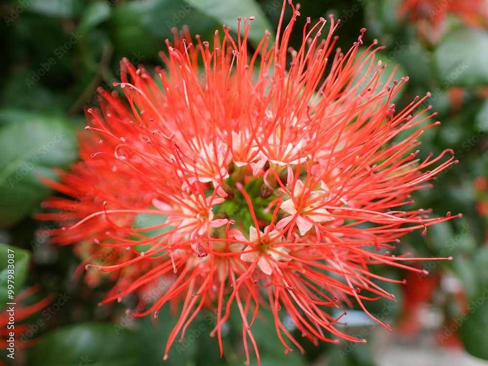 Ixora Cibdela Craib. Khem paa (Central); Khem doi, Khem taakai (Northern); Khem photsamaa (Pattani) Ixora Cibdela Craib. Khem paa (Central); Khem doi, Khem taakai (Northern); Khem photsamaa (Pattani)
