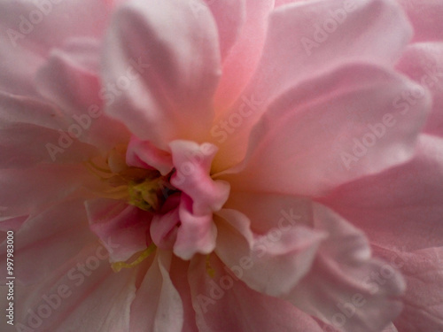 Pink native rose of Thailand