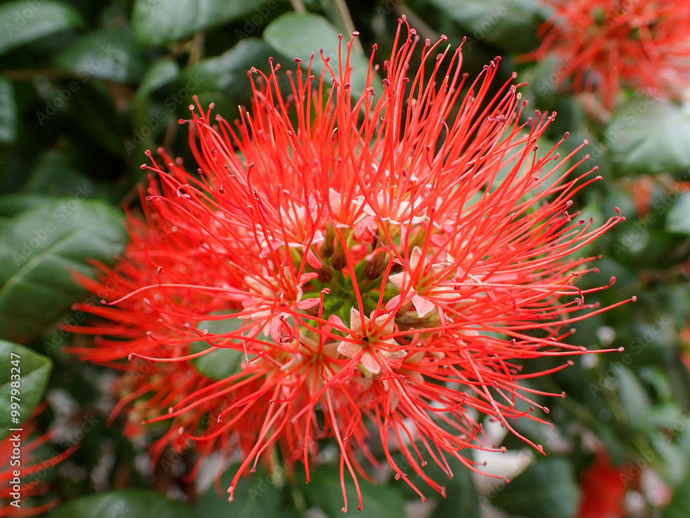 Ixora Cibdela Craib. Khem paa (Central); Khem doi, Khem taakai (Northern); Khem photsamaa (Pattani) Ixora Cibdela Craib. Khem paa (Central); Khem doi, Khem taakai (Northern); Khem photsamaa (Pattani)