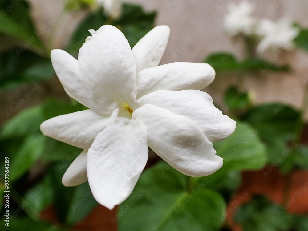 Obraz premium Beautiful Jasminum sambac (melati putih). Close up of White jasmine, Jasminum sambac or Arabian jasmine, Grand Duke of Tuscany, beautiful white flower and green leaves, aroma.
