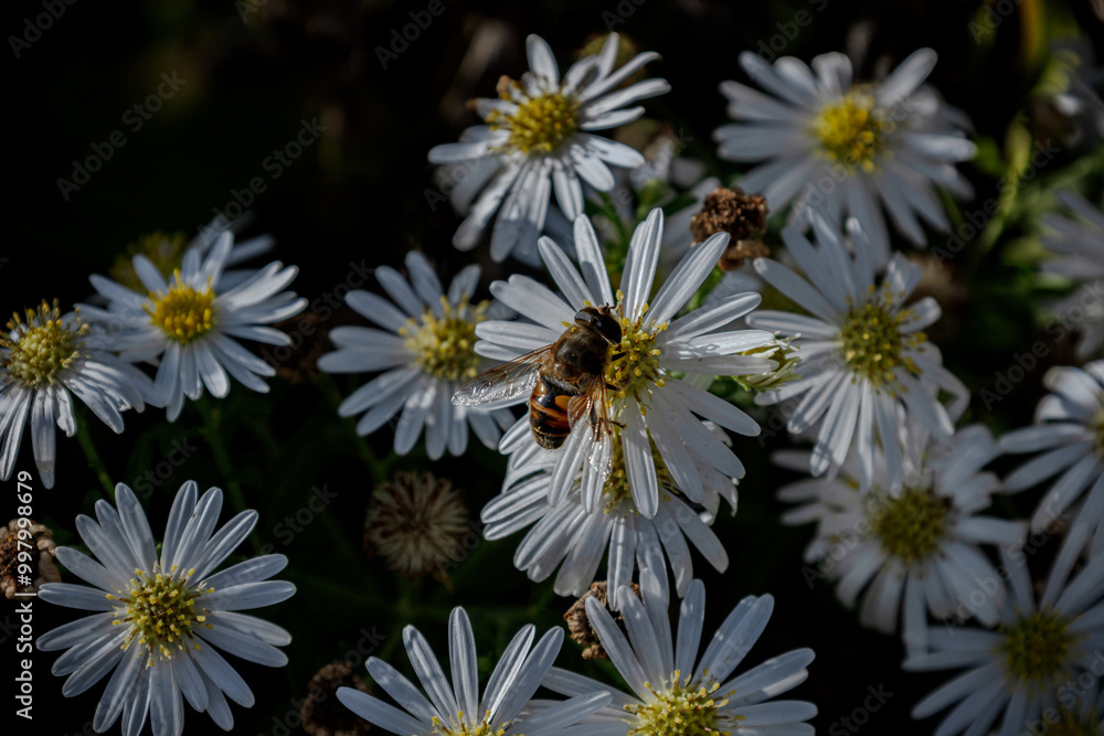 Fototapeta premium chamomile and fly