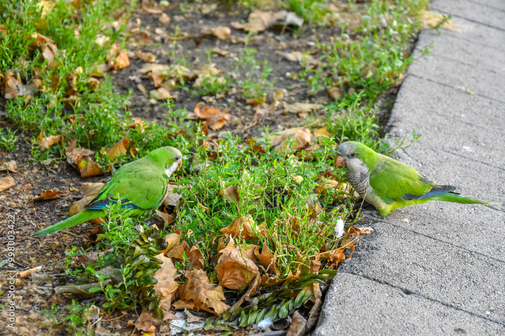 Obraz premium Spain. Barcelona. Birds in the city. Parrot