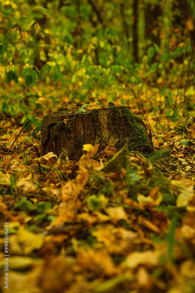 A moss-covered stump surrounded by fallen leaves in a serene forest during autumn A moss-covered stump surrounded by fallen leaves in a serene forest during autumn