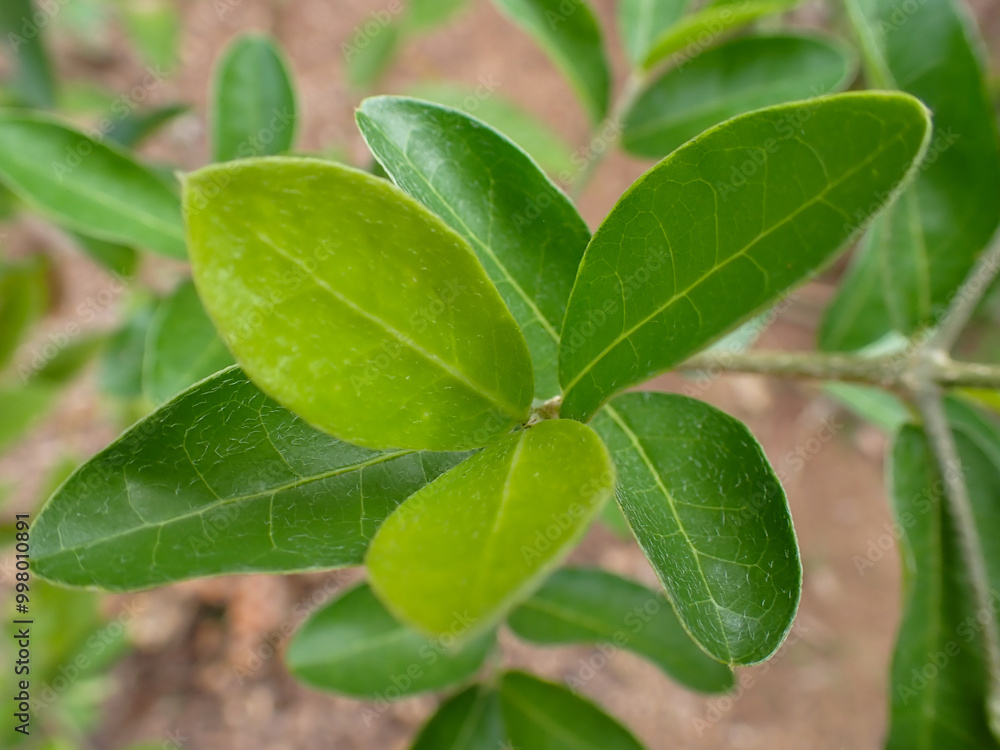 green leaves. Tropical green leaf texture background. Bengal Currant, Christ's Thorn . green leaves. Tropical green leaf texture background. Bengal Currant, Christ's Thorn .