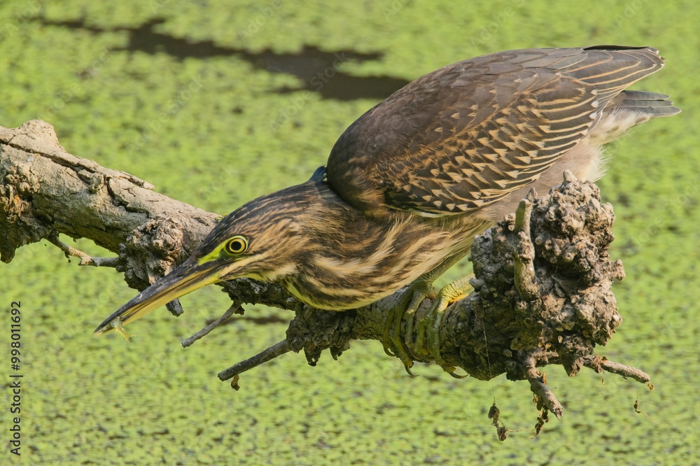 Fototapeta premium Striated Heron (Butorides striata) an immature has caught a small fish, Bharatpur, Dehli, India.