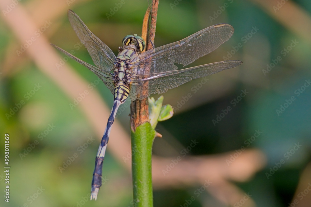 Green Marsh Hawk or Slender Skimmer dragonfly (Orthetrum sabina), perched, Bharatpur, Dehli, India. Green Marsh Hawk or Slender Skimmer dragonfly (Orthetrum sabina), perched, Bharatpur, Dehli, India.