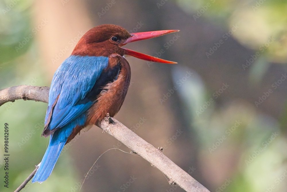 Obraz premium White-throated Kingfisher (Halcyon smyrnensis) perched, bill open, Bharatpur, Dehli, India.