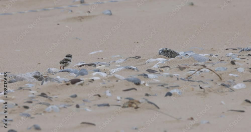 Young Great Ringed Plover chick on a beach Young Great Ringed Plover chick on a beach