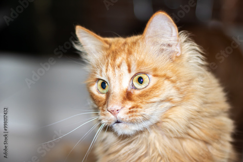 A closeup image of an adorable orange cat gazing directly at the camera