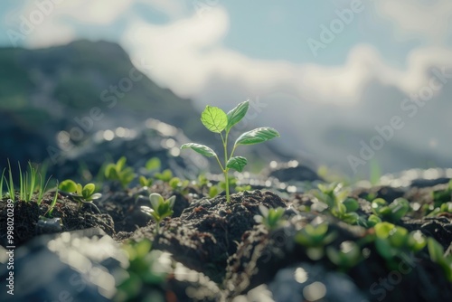 The sprout reaches for the sky The sprout reaches for the sky