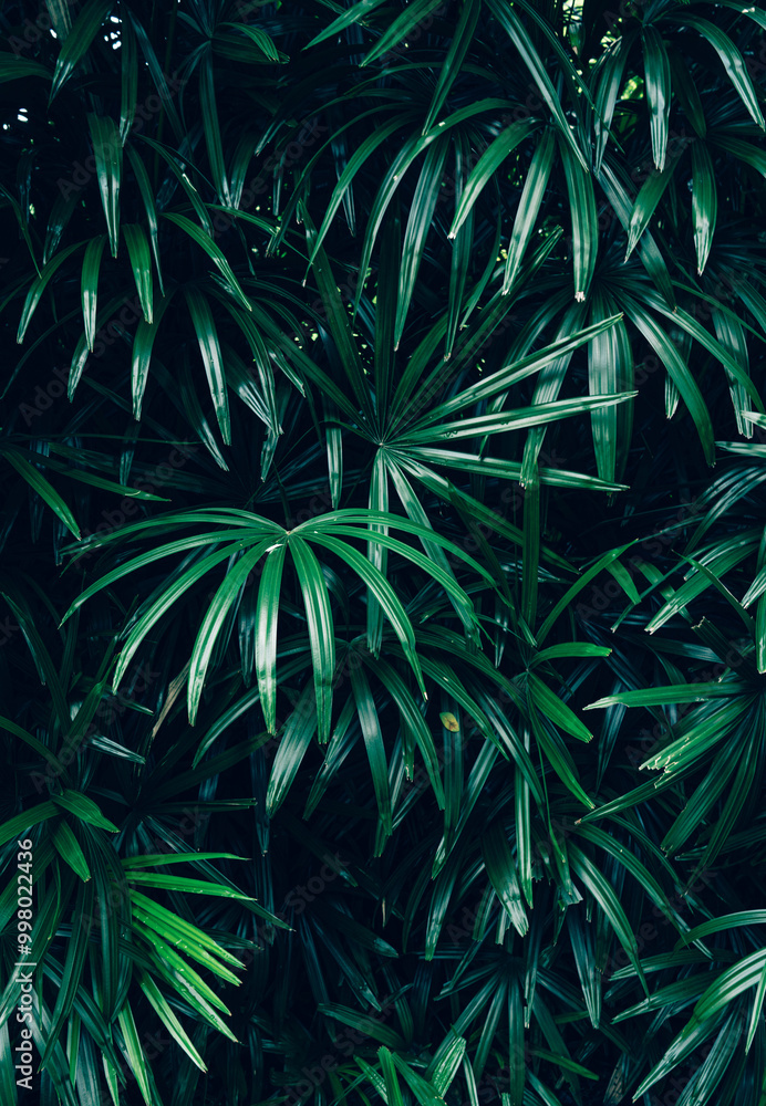 abstract palm leaf textures on dark blue tone, natural green background. abstract palm leaf textures on dark blue tone, natural green background.