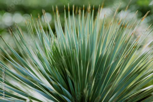 Close-up of spiky green plant leaves with soft bokeh background