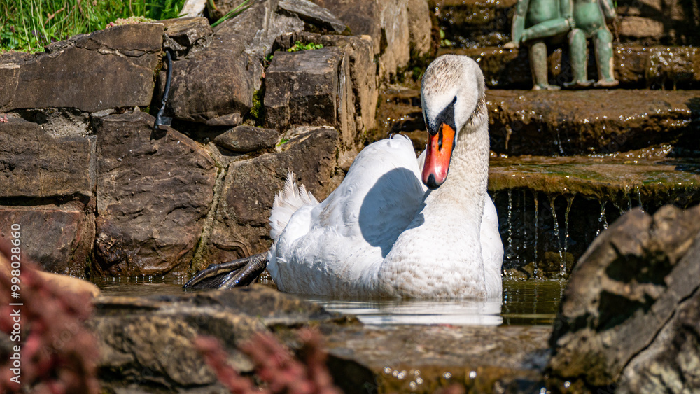 Obraz premium swan on water