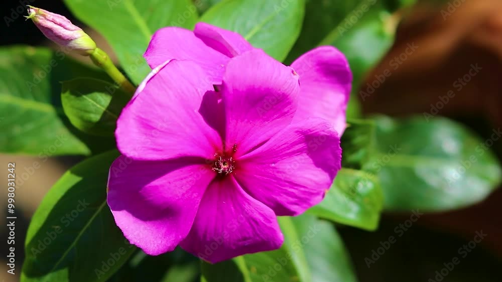 SO BEAUTIFUL PINK FLOWERS GROW IN THE GARDEN SO BEAUTIFUL PINK FLOWERS GROW IN THE GARDEN