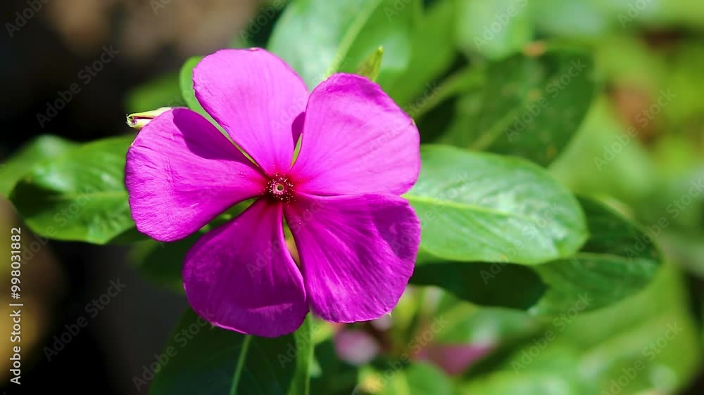 SO BEAUTIFUL PINK FLOWERS GROW IN THE GARDEN SO BEAUTIFUL PINK FLOWERS GROW IN THE GARDEN