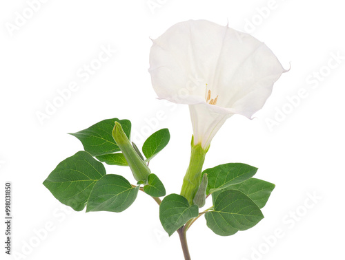 Angel’s trumpet plant isolated on white background, Datura innoxia photo