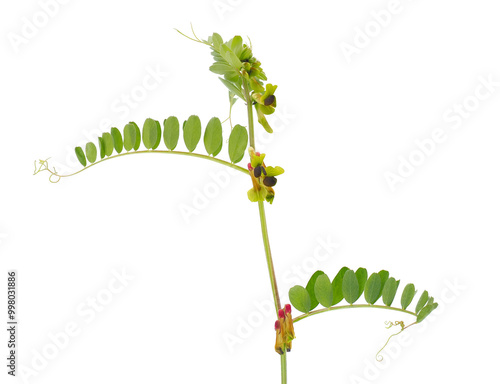 Black-eyed vetch plant isolated on white background, Vicia melanops photo