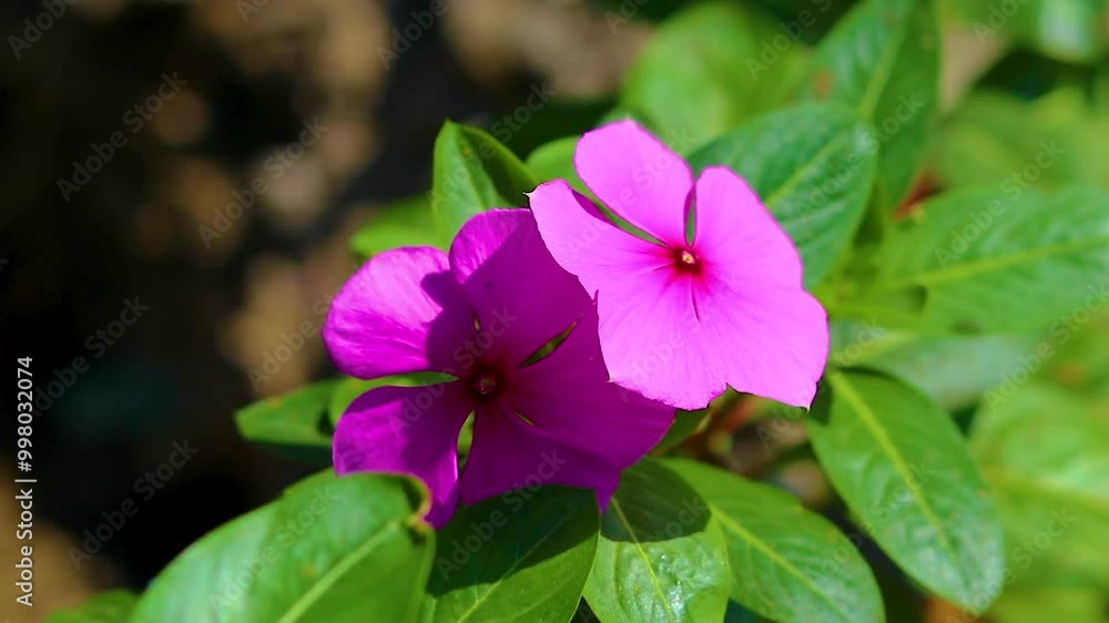SO BEAUTIFUL PINK FLOWERS GROW IN THE GARDEN SO BEAUTIFUL PINK FLOWERS GROW IN THE GARDEN