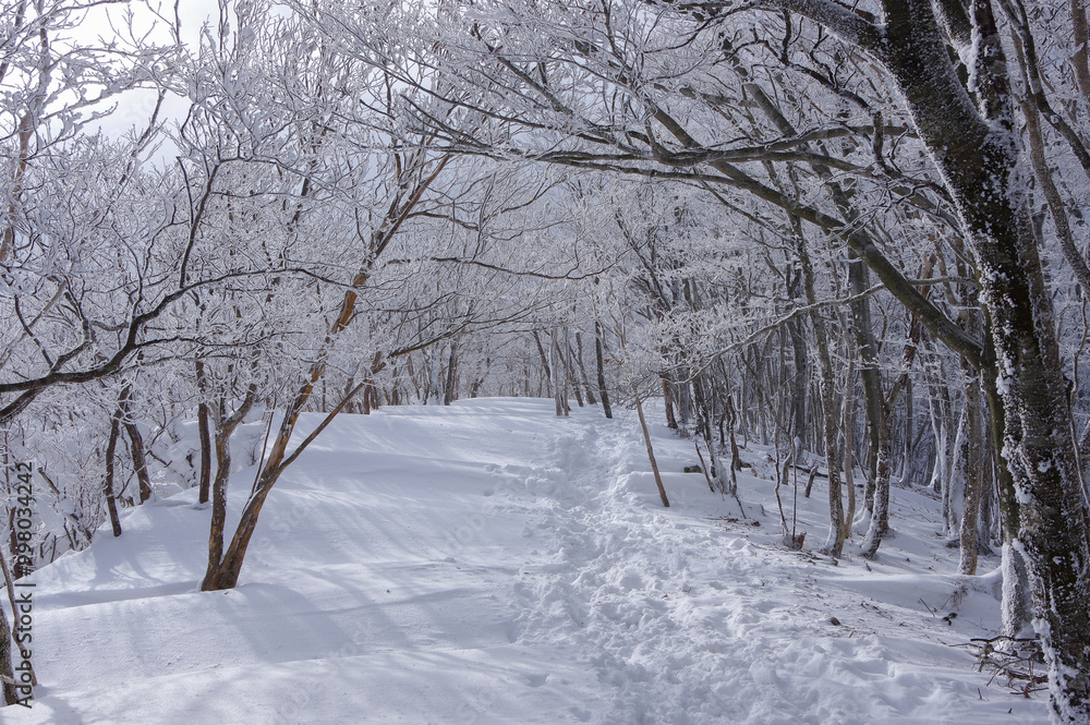 雪に覆われた登山道 雪に覆われた登山道