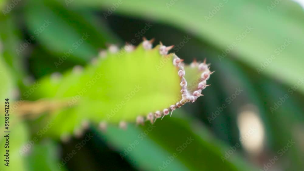 young dragon fruit on the dragon fruit tree young dragon fruit on the dragon fruit tree