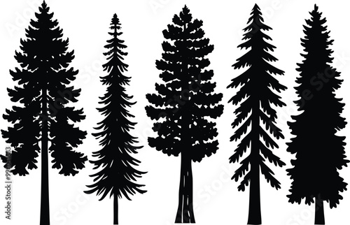 Silhouettes of different kind of redwood trees stock illustration.