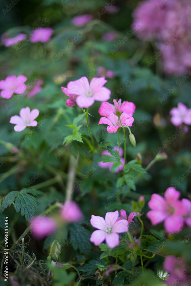 Beautiful small pink flowerbed in the garden. Shallow depth of field. Beautiful small pink flowerbed in the garden. Shallow depth of field.