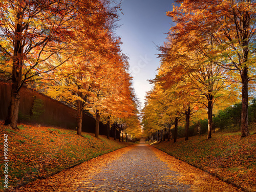 autumn in the park