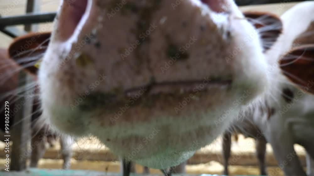 Curious friendly animal looks into camera sniffing it with a big wet nose at cowhouse. Cute milk cow showing curiosity at dairy farm. Concept of agribusiness in livestock husbandry. Close up Curious friendly animal looks into camera sniffing it with a big wet nose at cowhouse. Cute milk cow showing curiosity at dairy farm. Concept of agribusiness in livestock husbandry. Close up
